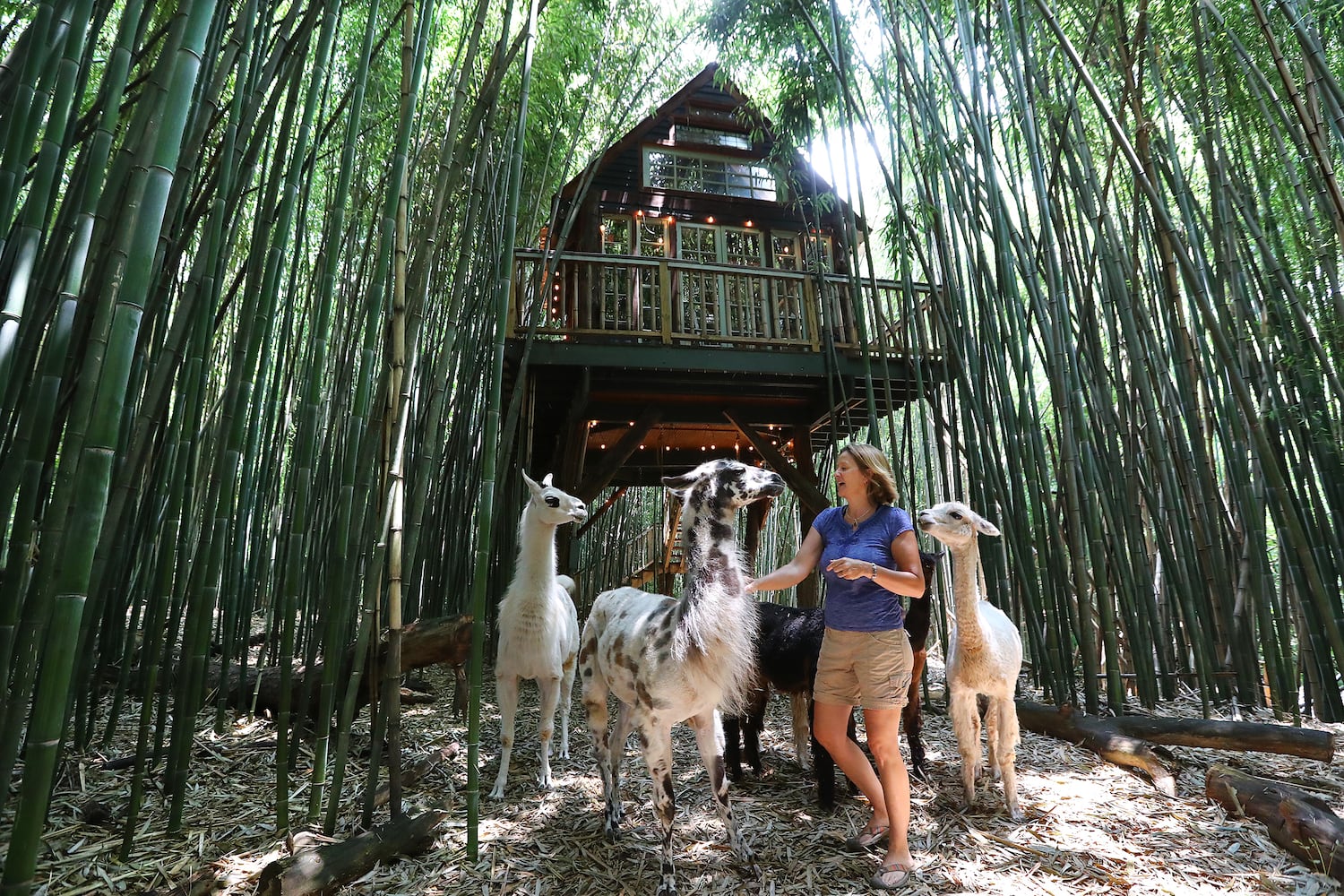 Atlanta Airbnb with llamas inside a bamboo forest