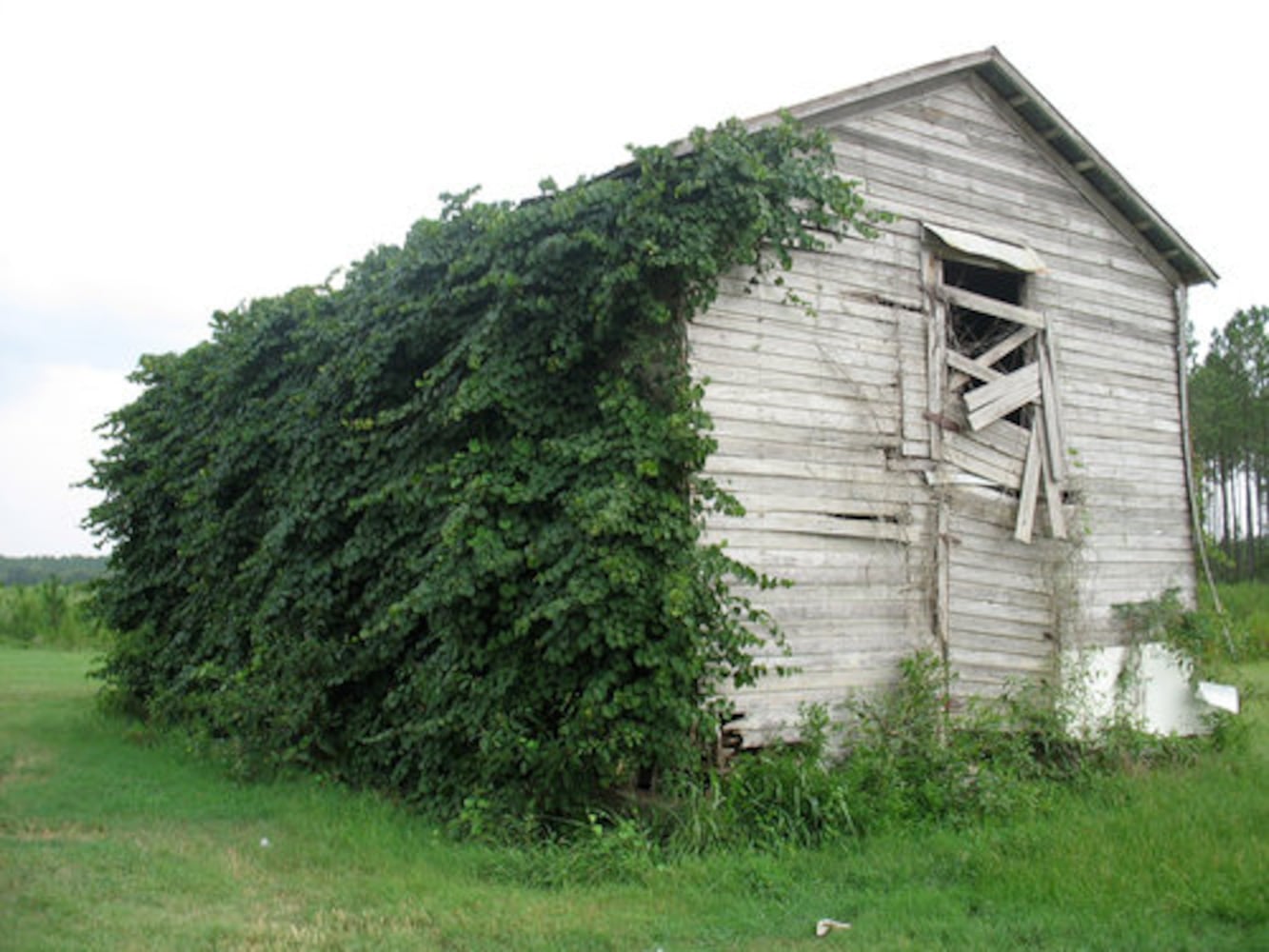 Muscadines in season