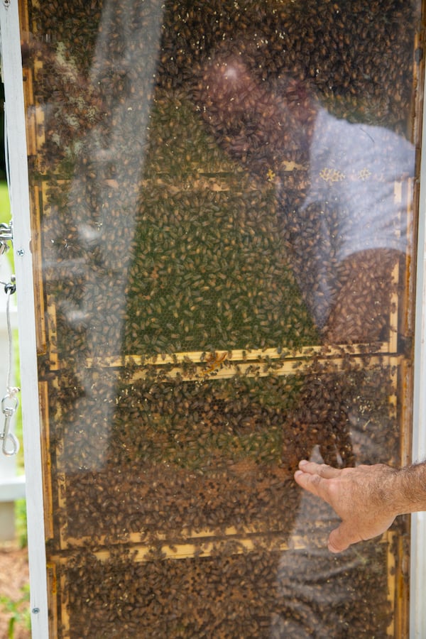 Tim Doherty shows a tower of bees behind glass. PHIL SKINNER FOR THE ATLANTA JOURNAL-CONSTITUTION.