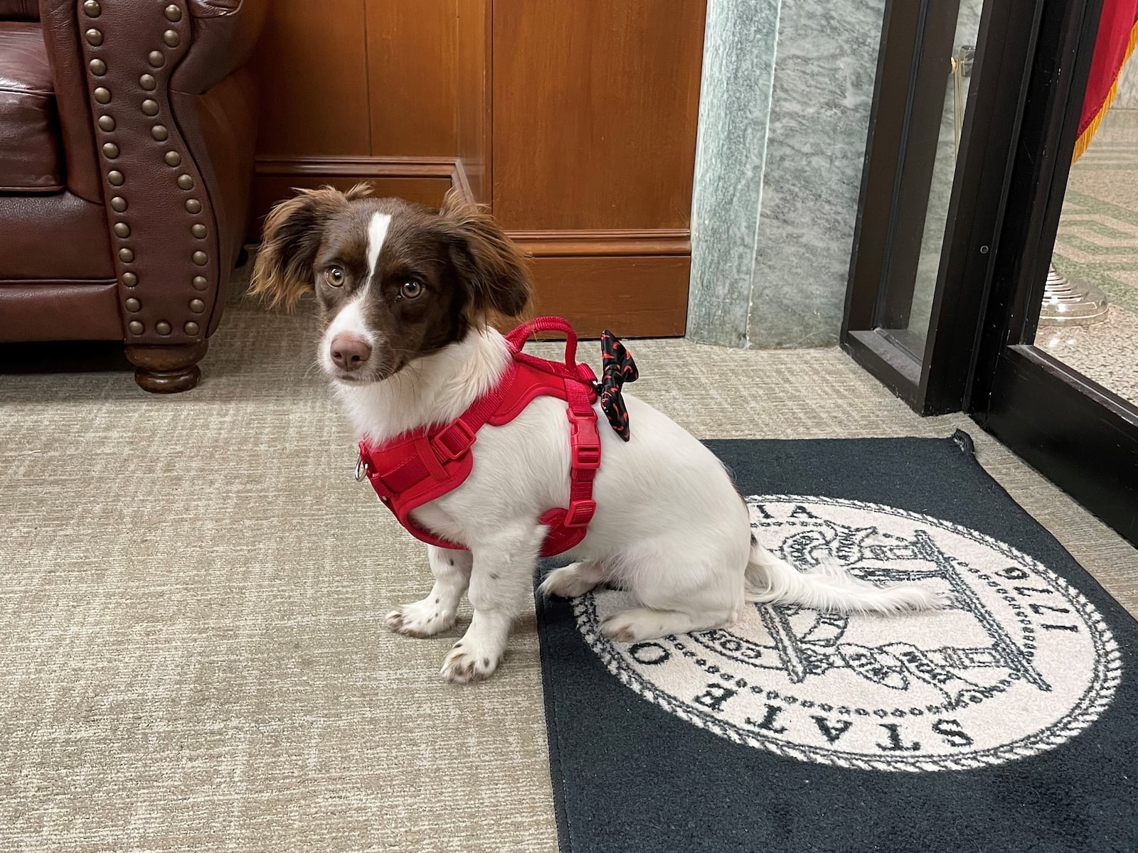 Chili Dog Blackwood-Paine loves peanut butter, hugs and UGA tailgates. He calls former Senate staffer Ashton Blackwood his person. (Courtesy photo)