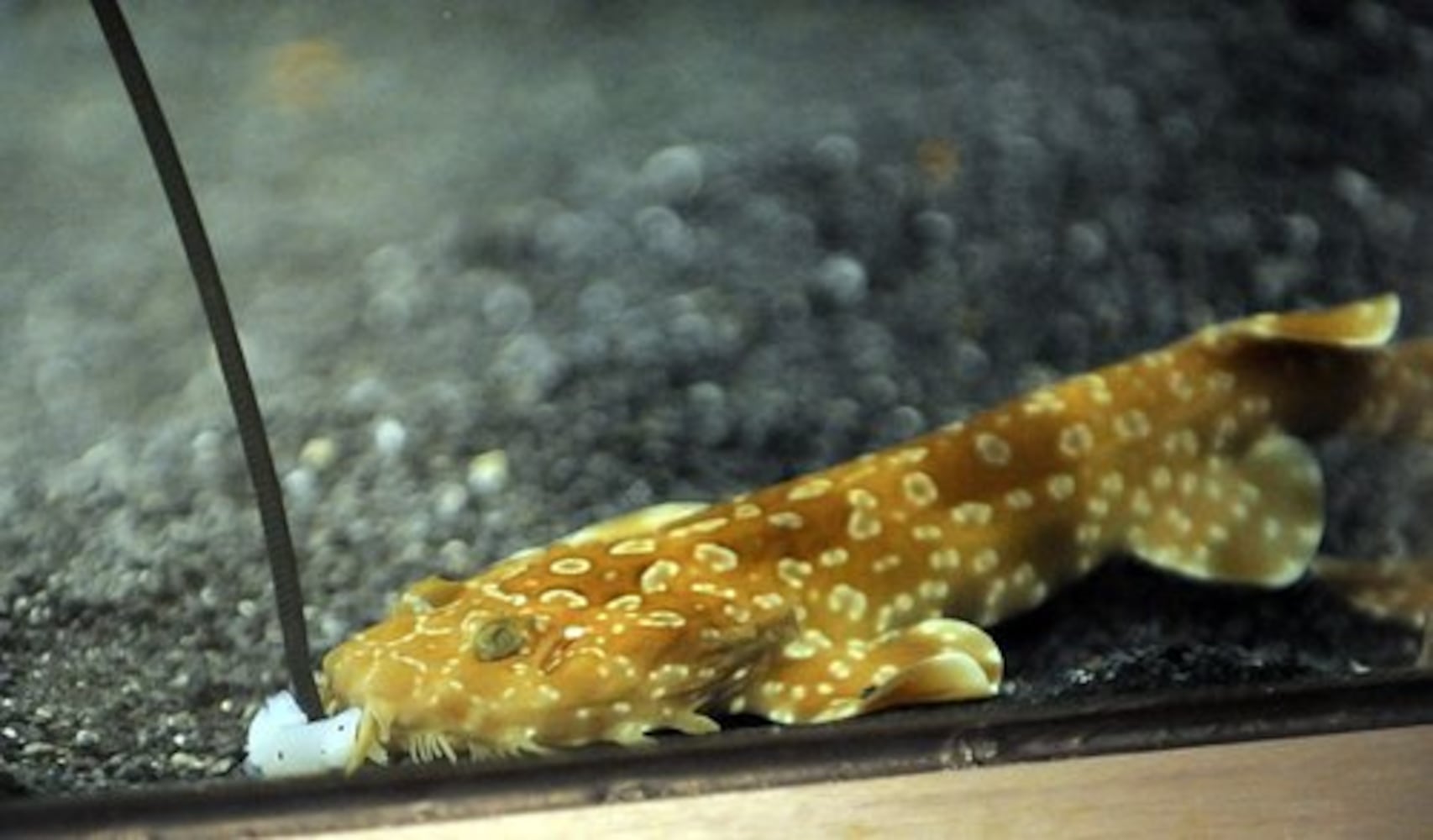 Wobbegong shark pups