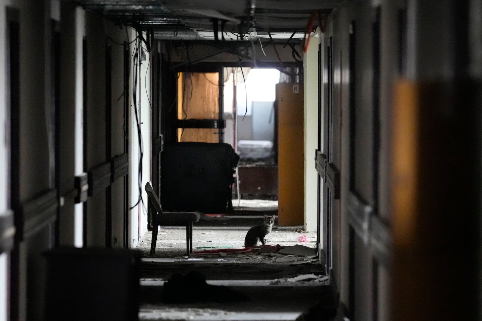 A cat rests in the corridor of Hotel Yugoslavia, once a symbol of progress in the former socialist state of Yugoslavia that broke apart in the 1990s and a favorite gathering place for local residents as well as world leaders, in Belgrade, Serbia, Thursday, Oct. 3, 2024. (AP Photo/Darko Vojinovic)