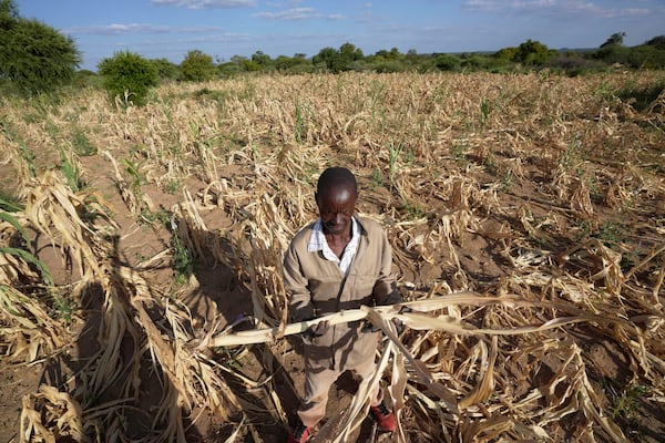 FILE - James Tshuma, a farmer in Mangwe district in southwestern Zimbabwe, stands in the middle of his dried up crop field amid a drought, in Zimbabwe, March, 22, 2024. (AP Photo/Tsvangirayi Mukwazhi, File)