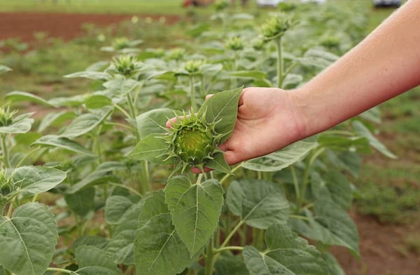 Arena Acres owner Samantha Lineberger holds out a sunflower bud on Arena Acres flower farm on Thursday, July 25, 2024, in Perry, Georgia. Arena Acres grows flowers and vegetables from mid-March until the first frost. These sunflowers are expected to bloom soon and another larger row of sunflowers near a pumpkin patch in late September. (Photo Courtesy of Katie Tucker/The Telegraph)