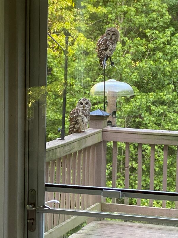 Jane Hart of Milton sent in this photo of two barred owls. She called them "surprise visitors while I sat at my kitchen table."