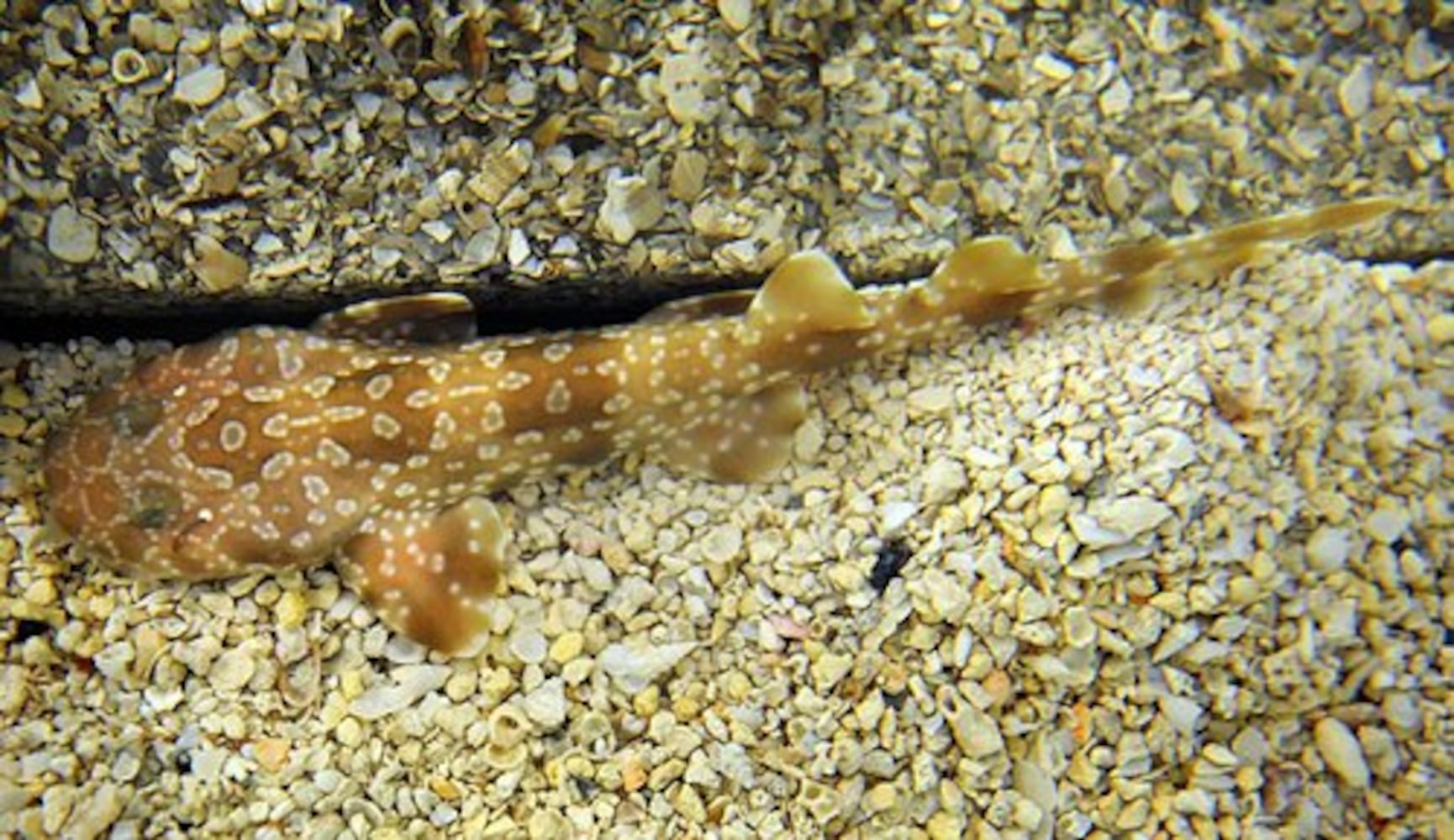 Wobbegong shark pups