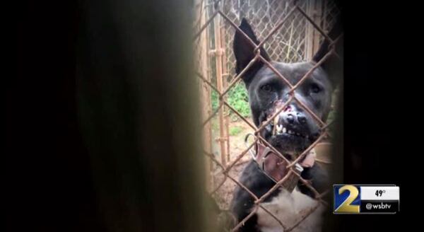 A Georgia man faces felony animal cruelty charges after a dog he kept in his backyard suffered injuries so severe that it had to be put down.