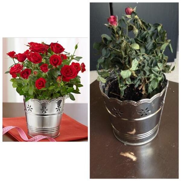 Jeremey Rodriguez was one of many people who posted photos of disappointing blooms. "When you order the left from @1800flowers and the right shows up to your wife's workplace," he posted.