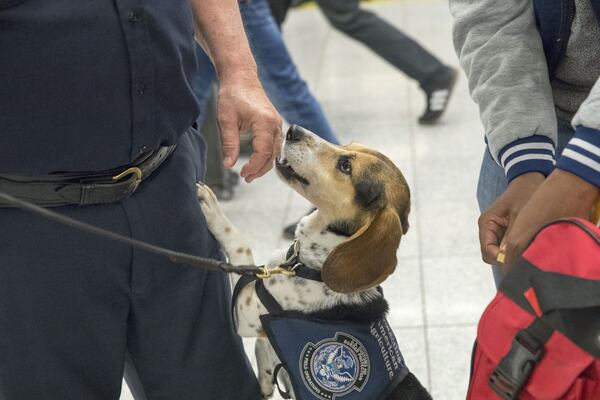 U.S. Customs Border and Protection Detector Dog Chevee, receives a treat from his handler U.S. Customs Border and Protection agricultural specialist R. Adam after intercepting a bag of powdered beef at the Hartsfield-Jackson Atlanta International Airport in Atlanta, Wednesday. ALYSSA POINTER/ALYSSA.POINTER@AJC.COM