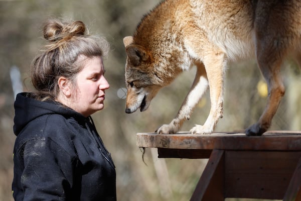 Abbey Patton, lead zookeeper at Yellow River Wildlife Sanctuary plays with coyote Wiley on Monday, January 23, 2023.  (Natrice Miller/natrice.miller@ajc.com) 