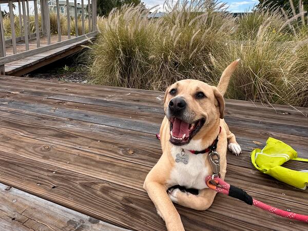 Chase Hawkins, seen relaxing on Anna Maria Island, Florida, earned his name chasing children and squirrels, but all in good fun. (Courtesy photo)