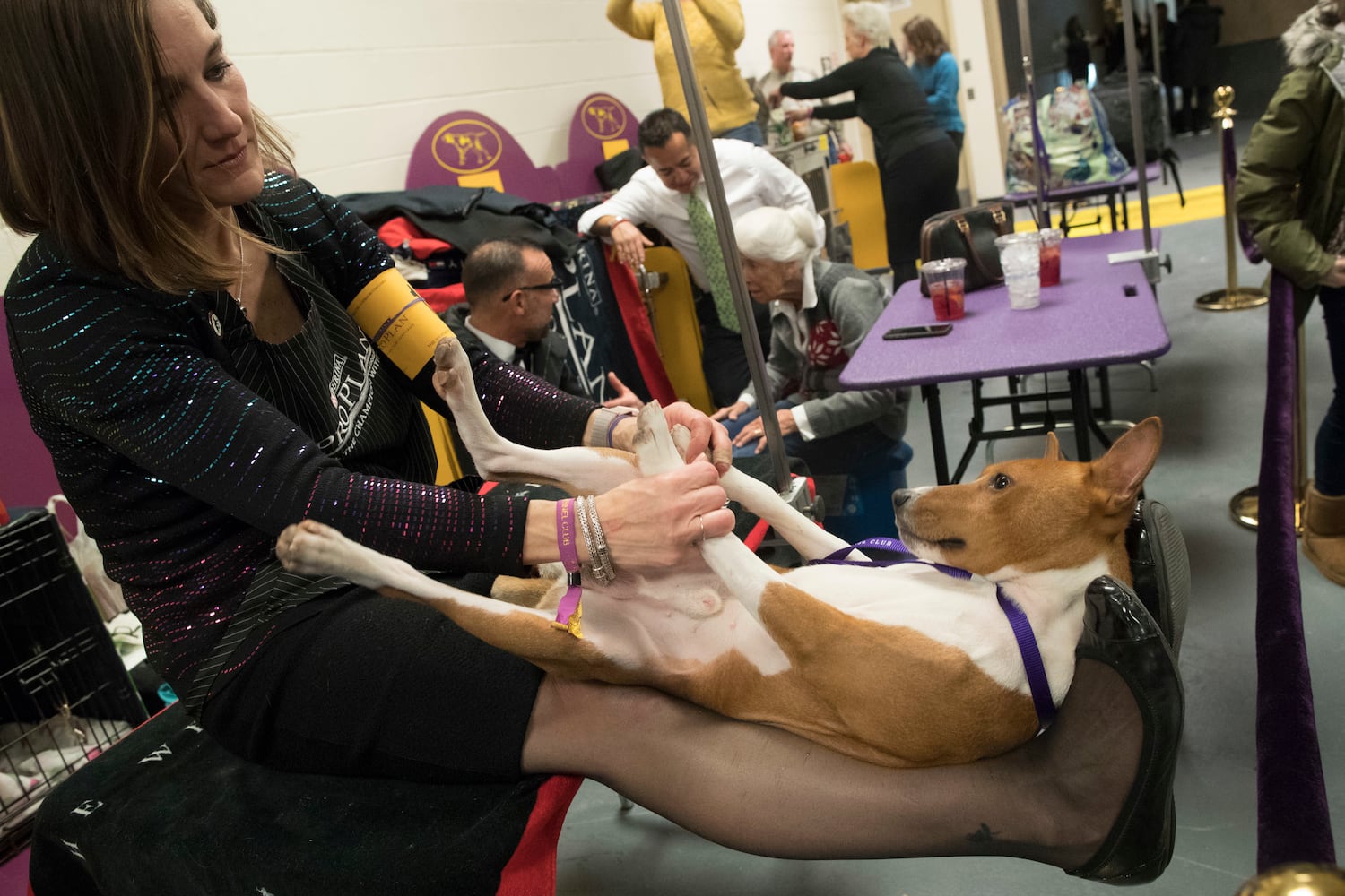 Photos: Westminster Dog Show 2018: Bichon frisé Flynn crowned best in show