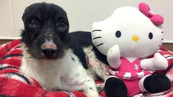 Scooby was injured in a fire. A vet tech made a new friend for him as he recovers.