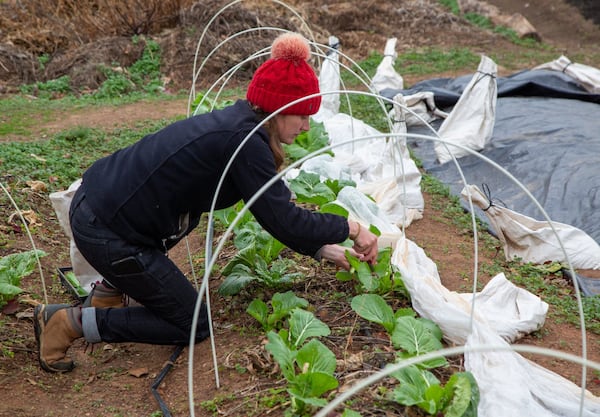 Farm manager Nobie Muhl picks vegetables at the Good Samaritan Health Center in Atlanta, which offers fresh produce to patients and members of the community. CONTRIBUTED BY PHIL SKINNER