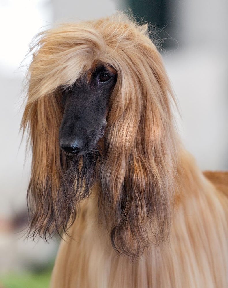 17 least-intelligent dog breeds