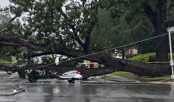 A massive oak tree fell down in Dunwoody, smashing two vehicles.