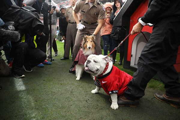 Texas A&M Reveille and Georgia's Uga come together during the game Saturday at Sanford Stadium in Athens.