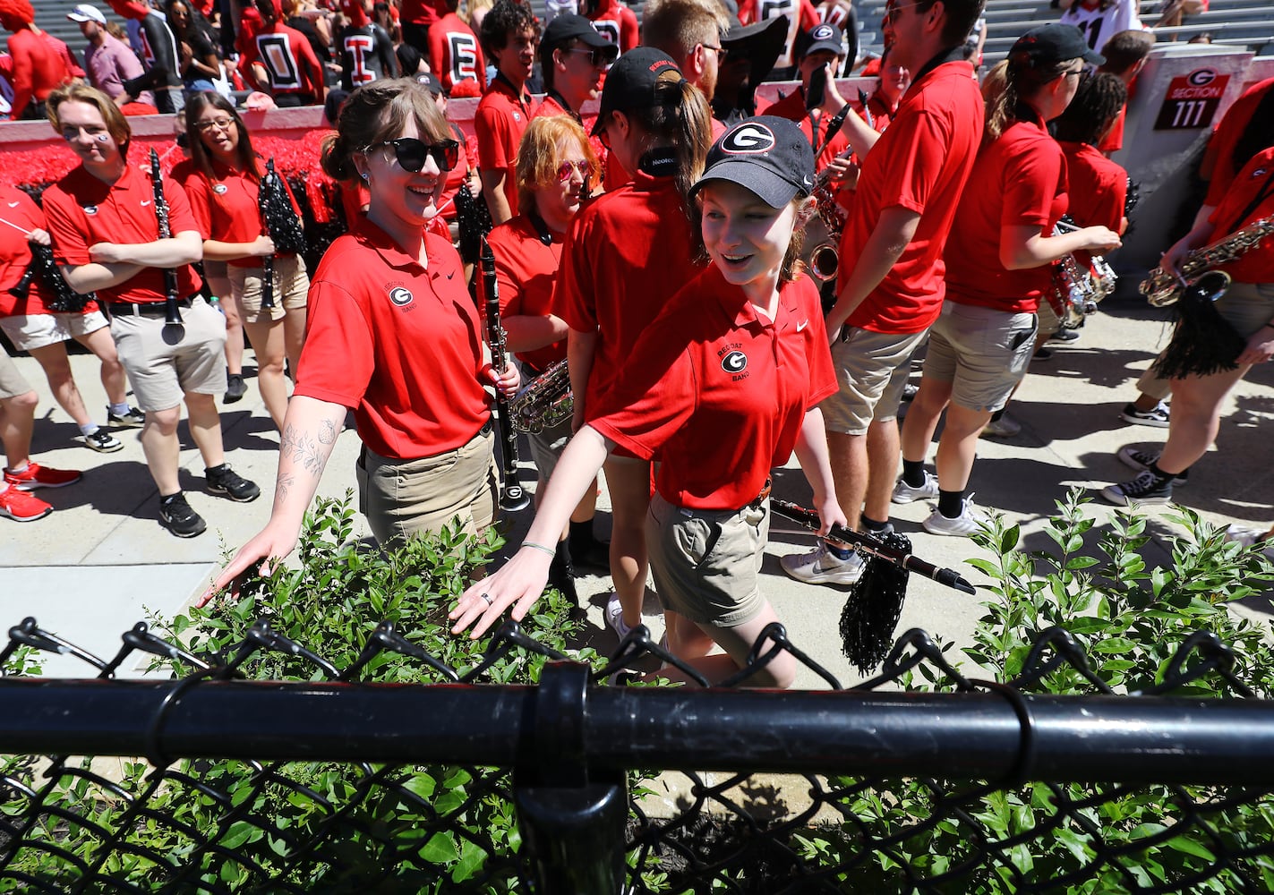 Members of the Redcoat Marching Band are all smiles as they touch the new hedges around the field at Sanford Stadium for the first time while arriving for the G-Day game on Saturday, April 13, 2024.  Curtis Compton for the Atlanta Journal Constitution