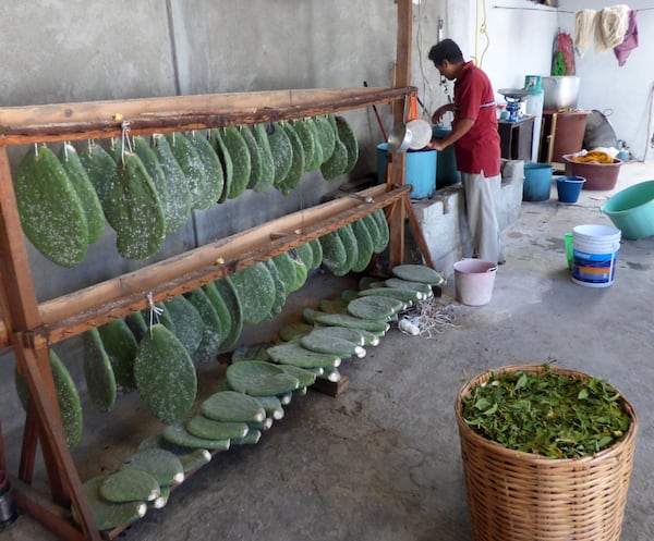 The deep red dye on the wool comes from cochineal insects that feed on prickly pear cactus like these that are grown and harvested by Sosa Martinez. (Terri Colby/Chicago Tribune/TNS)