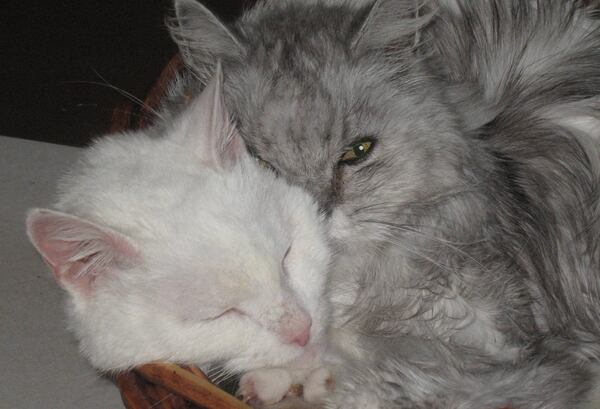 Daniel Shouse  shared this photo of cats Two Toes and Sterling snuggling in a basket.