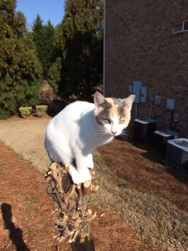 Hubert Francis shared this photo of a cat “supervising” while he prunes a crepe myrtle.