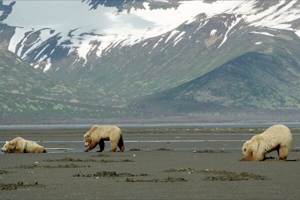 Wanda Hoyt took this photo of a mother Kodiak bear and her cubs clamming on Katmai National Park and Preserve in Alaska.