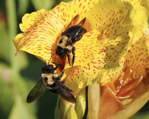 Dana Lilly of Decatur submitted a photo she called "Busy Bees at Atlanta Botanical Garden."