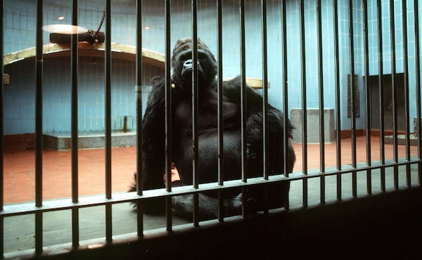 000127 - ATLANTA, GA. - Willie B in his cage at the Atlanta Zoo in April 1981. (LOUIE FAVORITE/ AJC STAFF)