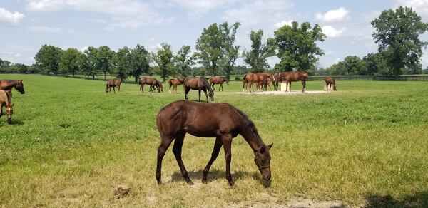 Hermitage Farm in Goshen, Kentucky, offers a thoroughbred tour.
Courtesy of Wesley K.H. Teo