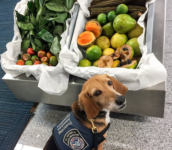 Murray the beagle at Hartsfield-Jackson. Courtesy of U.S. Customs and Border Protection