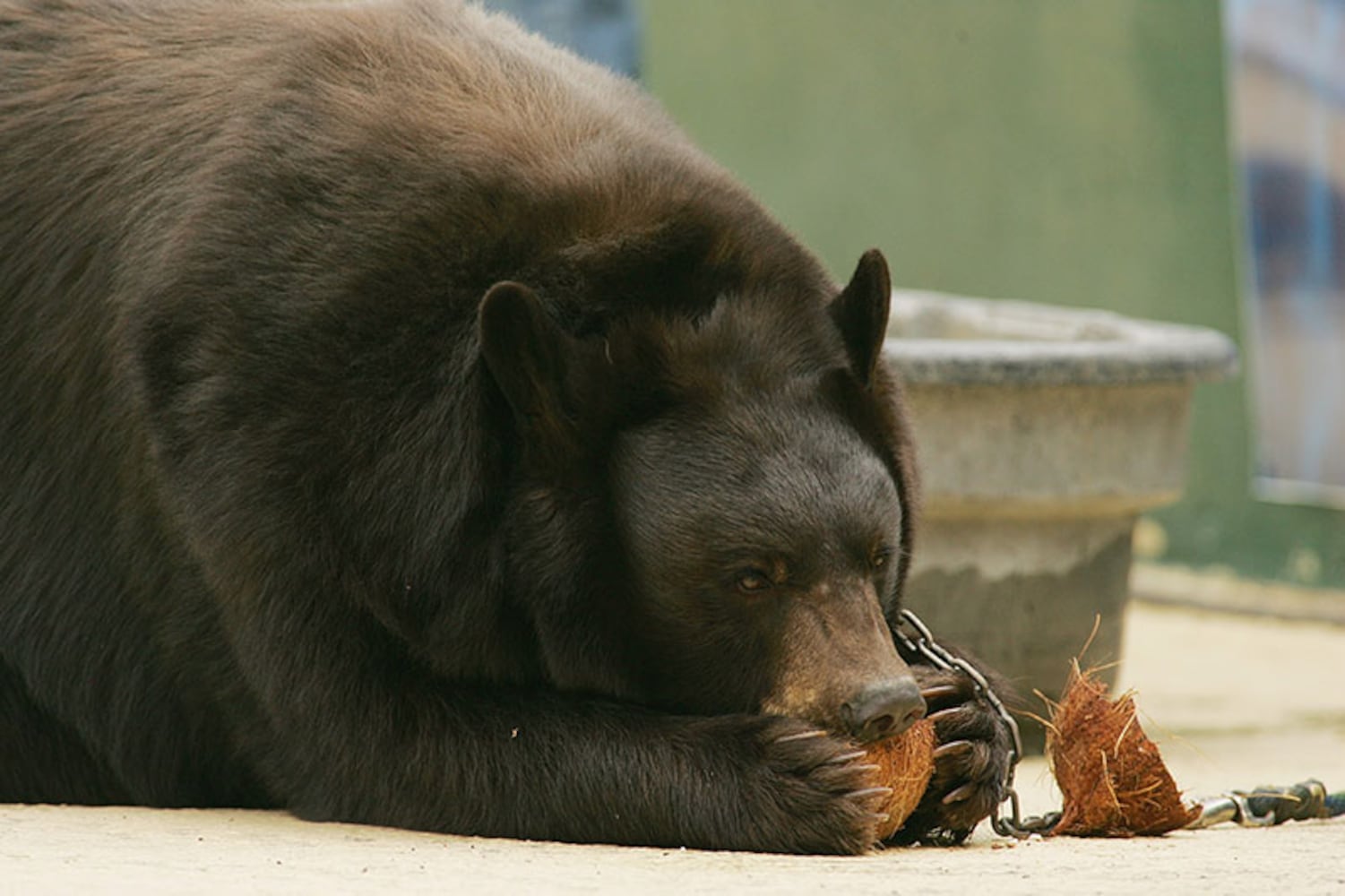 Baylor Bears