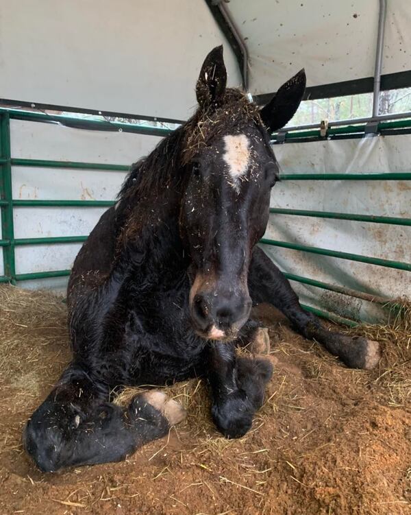 Dutton patiently lies in his stall while crews worked to help him get up.