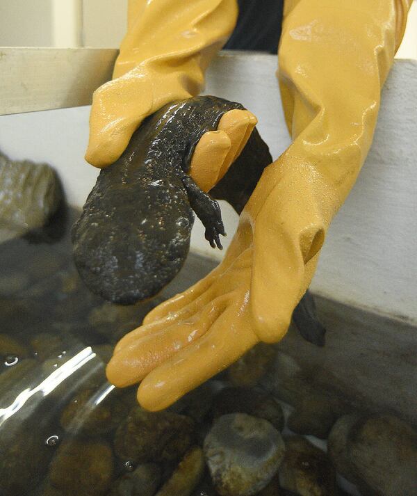 Herpetology keeper William Ternes holds a hellbender at the Chattanooga Zoo. (Courtesy of Matt Hamilton/Chattanooga Times Free Press)