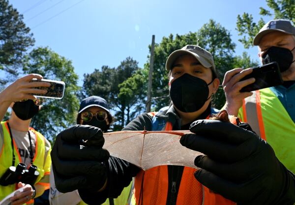 Trina Morris, a wildlife biologist and program manager with Georgia DNR, shows a big brown bat to participants in the agency's "Bats in Bridges" course near Calhoun on Thursday, May 3, 2023. (Hyosub Shin / Hyosub.Shin@ajc.com)