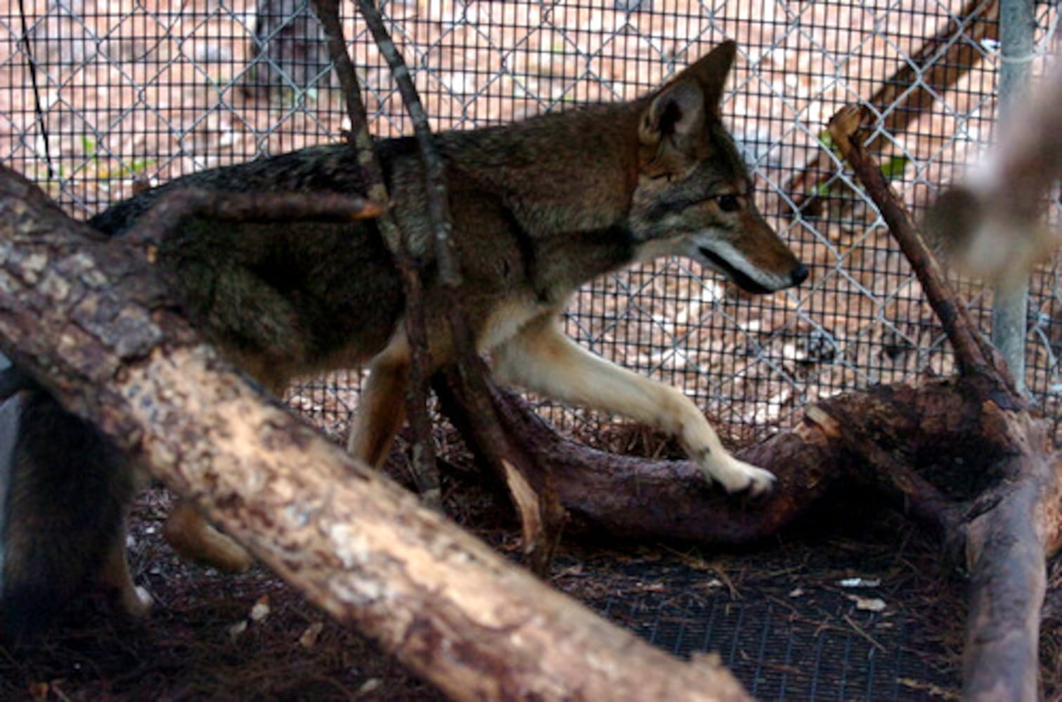 Neighborhood coyotes have a friend