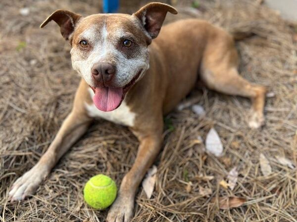 Millie Terry is the pocket pitbull rescue of Ted Terry, the former mayor of Clarkston. (Courtesy photo)