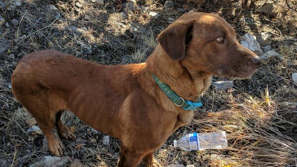 A dog named Cheyenne was rescued by hikers after being trapped in the bottom of a mine shaft for a week.