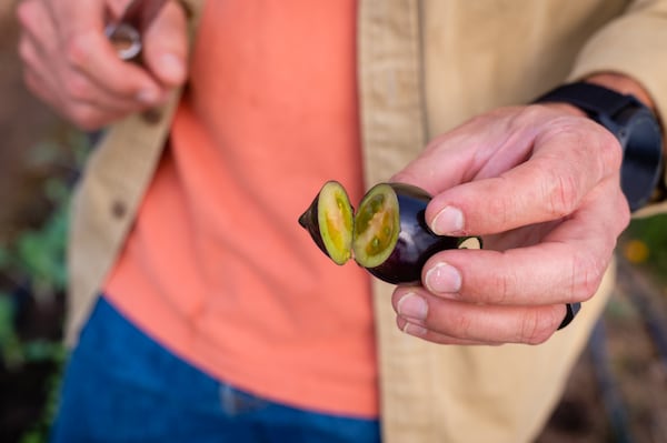 Angelos Pervanas cuts open an unripe heirloom tomato in the Quercus garden earlier this month. (Credit: Henri Hollis / henri.hollis@ajc.com)