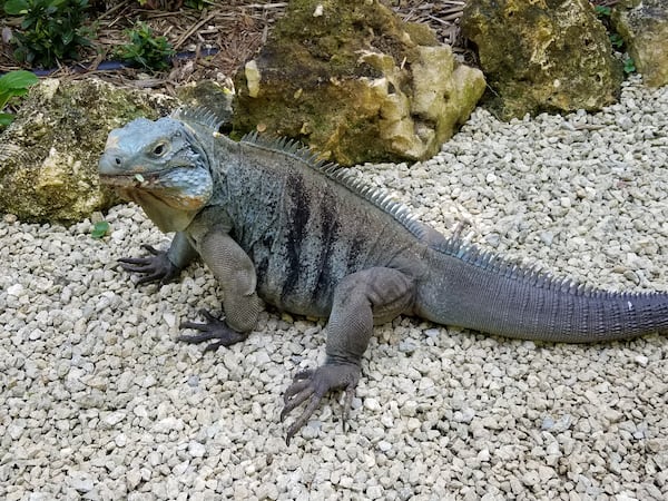 Barbara Ribner sent in this photo. "Blue iguanas are native to the Cayman Islands and are found no where else on earth.  About a dozen years ago, they were critically endangered and nearly extinct.  However, various agencies came together to create a protected area for the iguanas on the island and they are now 'only' endangered.  Their numbers have been increasing over the last few years.  They roam freely in the Queen Elizabeth II Royal Botanical Park located on Grand Cayman and may get up to 5 feet long.  If the sun's not out, they're sort of grayish, but as they absorb the sunlight in the morning,  they turn an aqua-ish blue," she wrote.