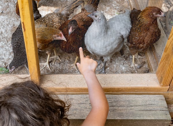 Atlanta resident Javier Wall-Sotomayor, 7, watches chickens at Urban Farm in Ormewood. (Seeger Gray / AJC)