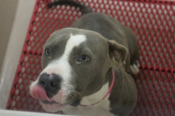 Photos courtesy of Gwinnett County animal shelter.