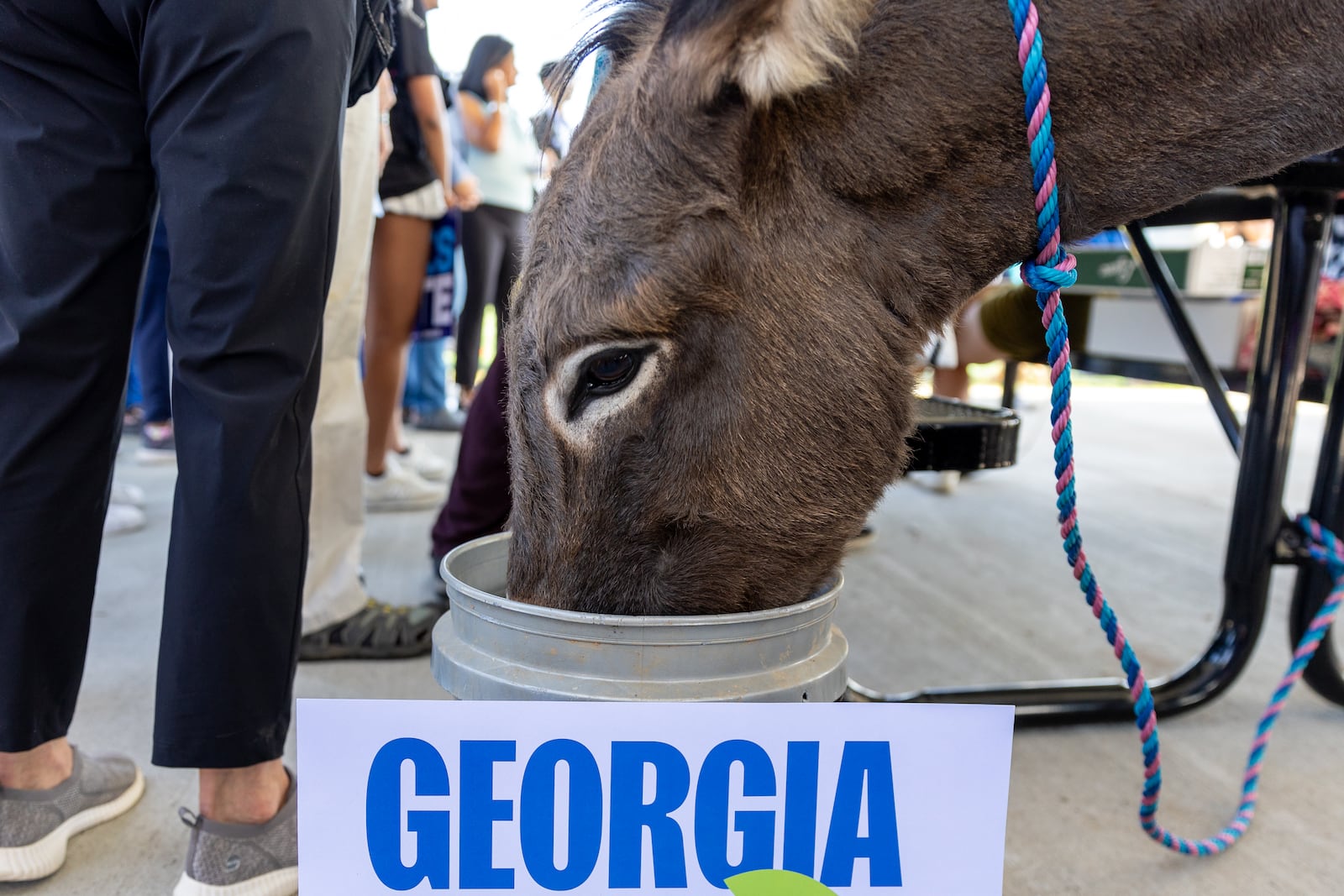 Hercules has become a regular at Democratic campaign events, including a recent canvassing kickoff event hosted by AAPI Victory Fund Oct. 5. "It was a pavilion full of people and (Hercules) walks in there, not scared at all, and it was like a celebrity just came, the way they cheered for him," Hercules' owner Cam Ashling said. "The congresswoman who was speaking (Pramila Jayapal of Washington) said, 'Never have I been interrupted by a donkey.' It adds some humor to events and reduces stress."