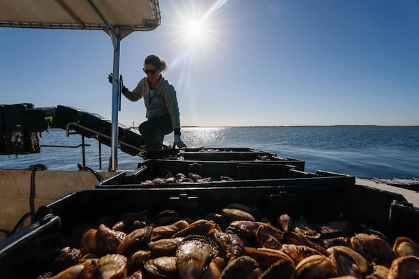 Laura Salomon takes a case of oysters into the boat after being harvested from Georgia’s first open-water oyster farm near Tybee Island on Wednesday, October 23, 2024. 
(Miguel Martinez / AJC)