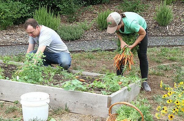 This raised bed is available to employees at EpiCity Real Estate Services as part of its urban garden and edible landscape at Atlanta's Powers Ferry Business Park. Cory Mosser (left) and Andrea Richards of Natural Born Tillers are harvesting one of four or five crops of seasonal vegetables produced each year at the corporate site.