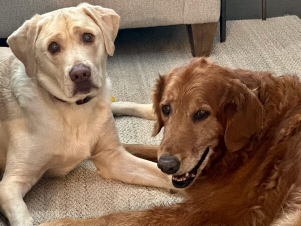 Barley, left, and Bennie Guthrie are the pups of Patrick Guthrie, who works as an assistant to Georgia Agriculture Commissioner Tyler Harper. (Courtesy photo)