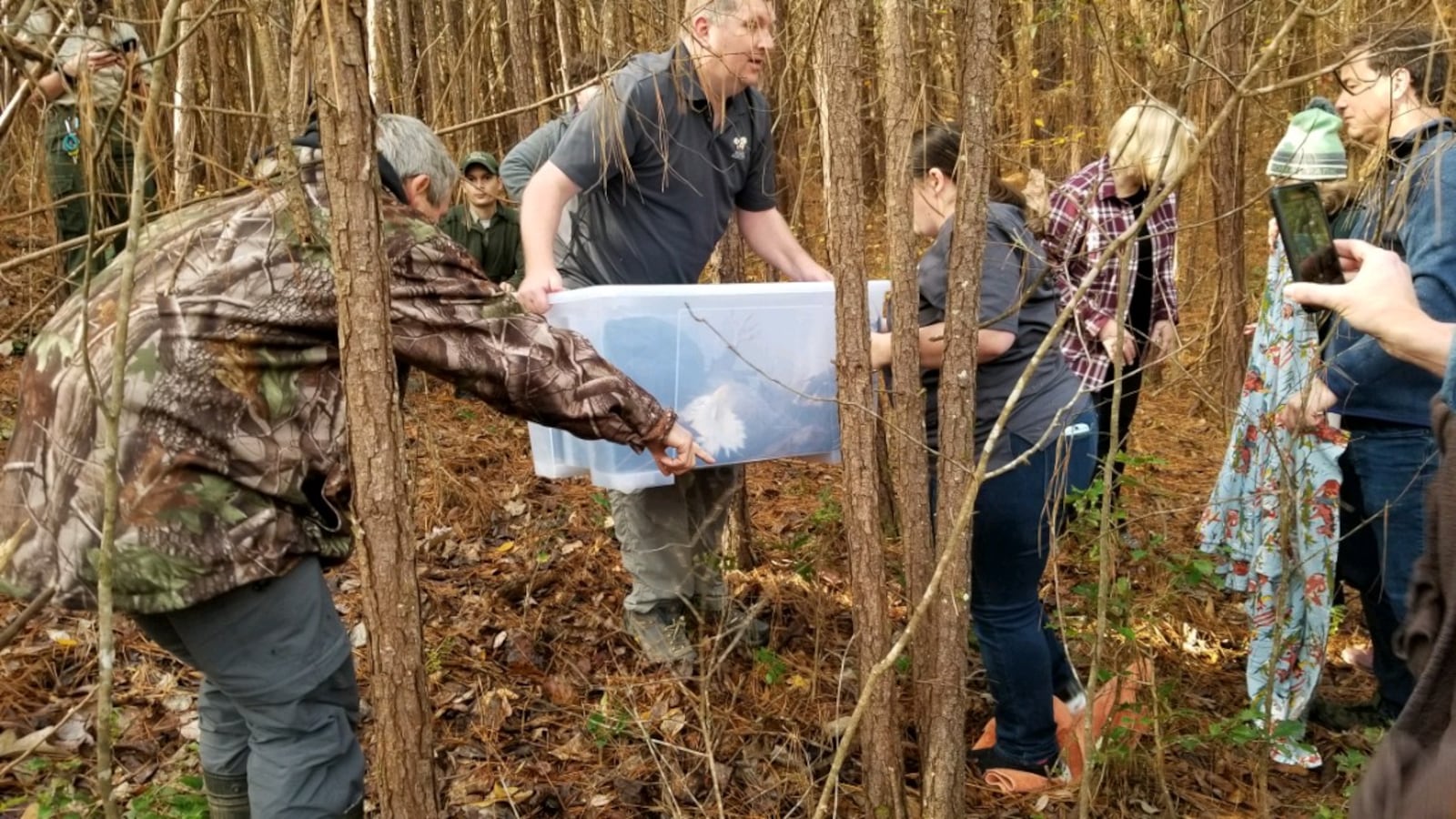 The injured bald eagle was rescued by AWARE Wildlife Center and volunteers at Panola Mountain State Park on Dec. 4. The group was organized into a line that gradually enveloped the injured bird on both sides. As they slowly approached, they threw a large towel over him to restrict his vision and movement. Then they placed a plastic bin over him, slid the lid underneath, and flipped him right side up.
(Courtesy of AWARE Wildlife Center)