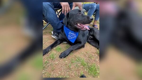 Colleagues and staff members attended a birthday party for Jack earlier this year at an Atlanta dog park. The black lab is a service dog for Fulton County Superior Court's Chief Judge Ural Glanville.