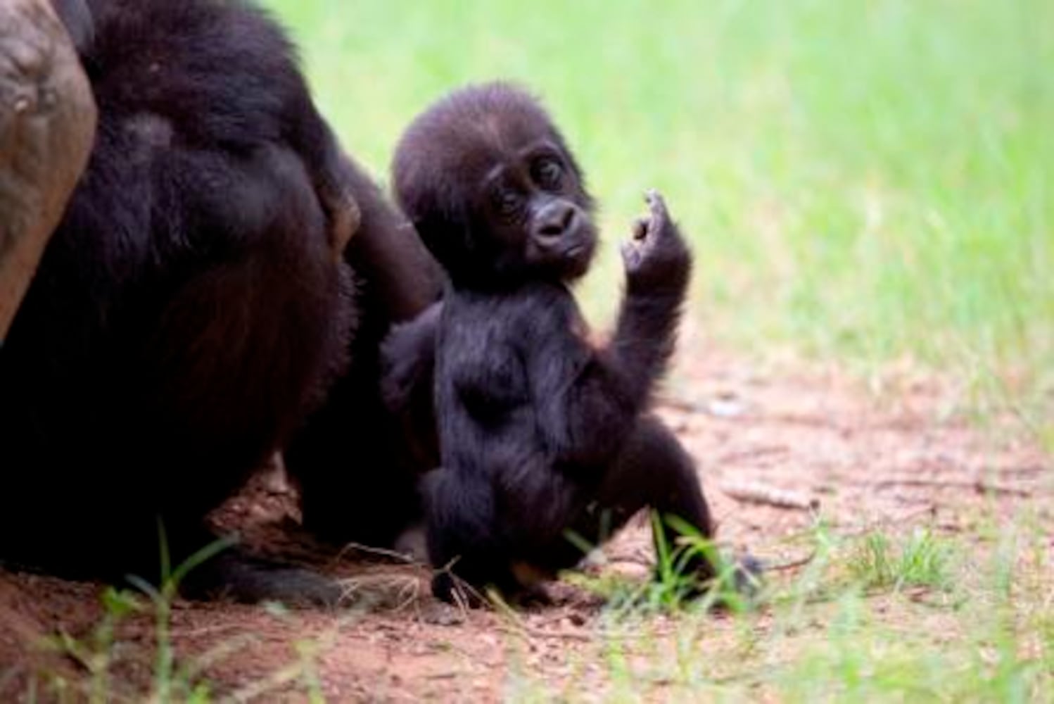 Zoo Atlanta babies