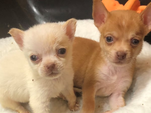 Chihuahua puppies in the care of Noah's Ark Animal Sanctuary.