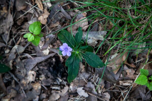 07/26/2021 — Newnan, Georgia — A periwinkle flower grows near a possible burial plot at the Farmer Street Cemetery in Newnan, Monday, July 26, 2021. Historians believe that enslaved African Americans would bring the Periwinkle flower to the gravesites of their loved ones to mark the area. The flower is a perennial wildflower. (Alyssa Pointer/Atlanta Journal-Constitution)